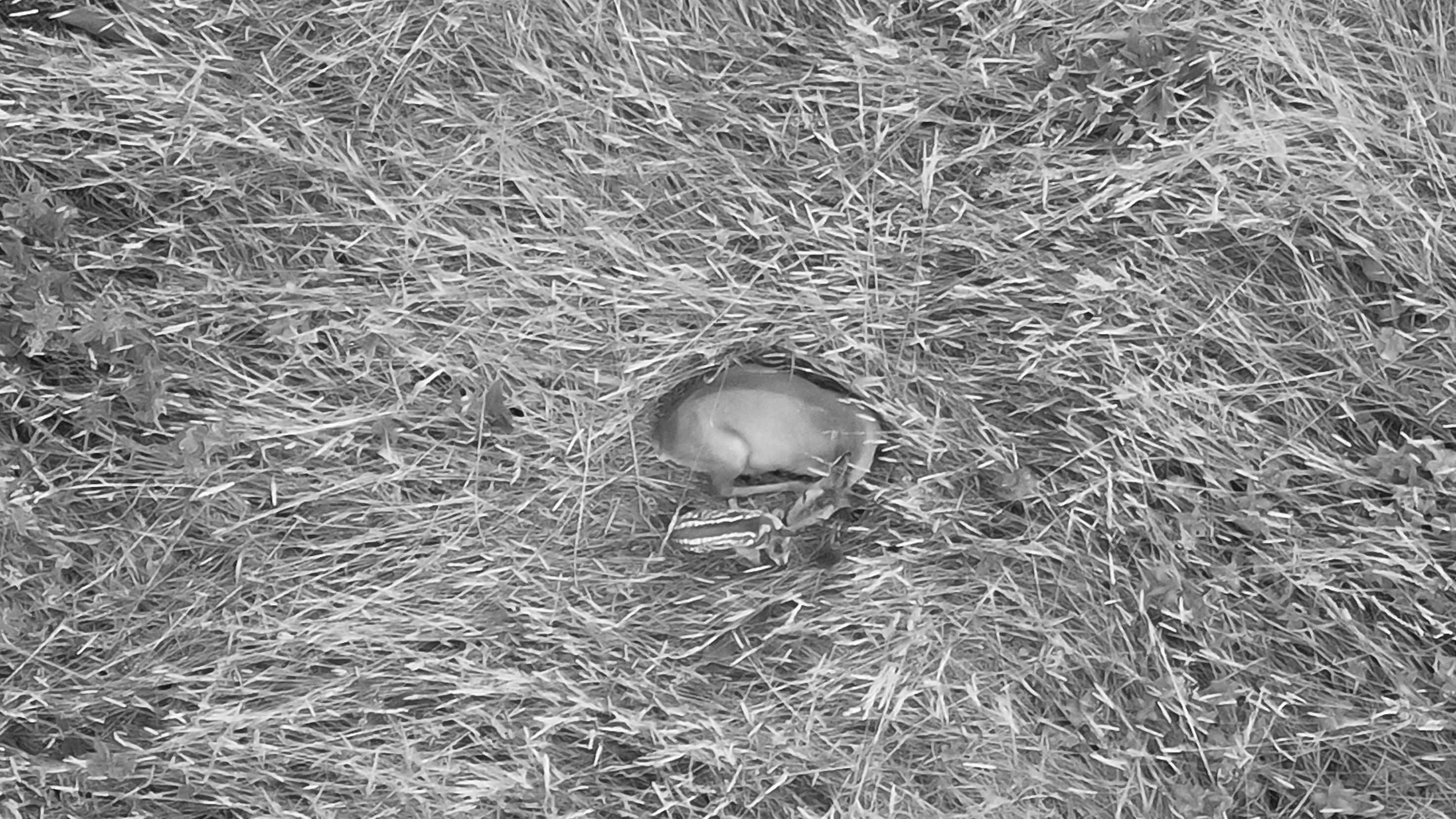 Ricke mit Kitz im Feld